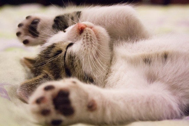 Fuzzy kitten! | Photo by Pixabay